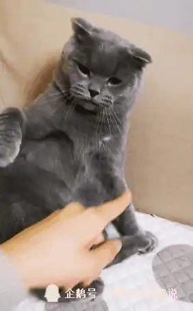 主人调戏猫咪想摸猫脸,高冷的猫咪生气表情亮了委屈得真可爱
