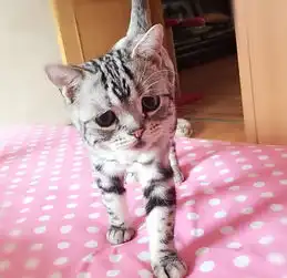 萌cry委屈猫走红卖萌可怜相征服全球的网友
