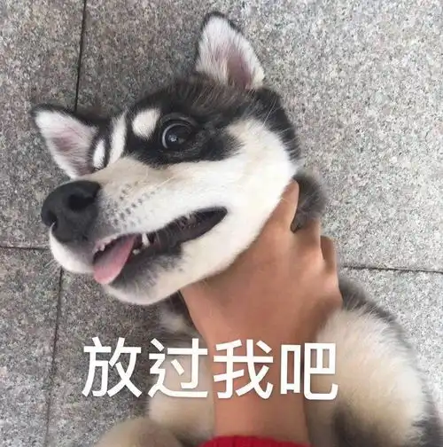 哈士奇最新二哈头像表情包六月,请对我好一点
