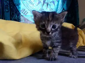 在伤心什麽啦饲主永远哀愁的猫活得很爽
