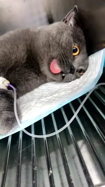旺财小财子,一个悲伤的故事,这猫的表情
