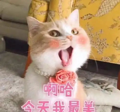 je这个主打仙人掌的品牌可信吗

