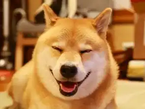 宠物知识分享柴犬没有食欲吃什么会好
