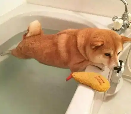 柴犬为拒绝洗澡解锁新姿势,标准平板撑笑喷众人,柴犬别逼本汪
