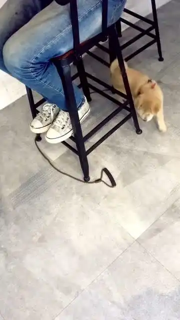嘿你瞧那傻狗
