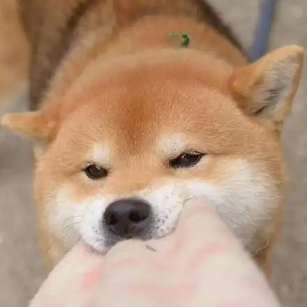 柴田犬动态表情包
