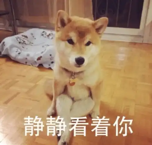 你相信吗每一只狗砸都曾是天使
