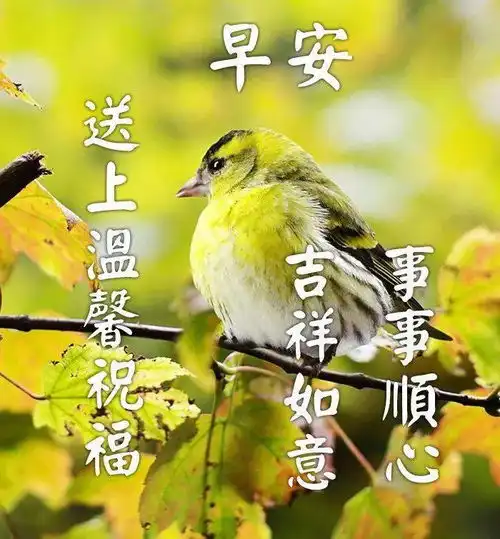 微信群发早上好问候语表情包动态图片鲜花带字清早早上好问候语
