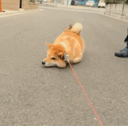 我的表情包柴犬去世了

