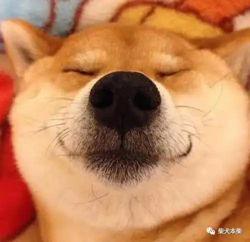 你只知道柴犬很可爱,但是你真的了解它嘛
