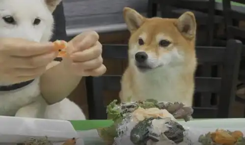 主人带柴犬吃海鲜,还没上桌就隔着玻璃开舔帝王蟹,汪星人我馋它的身子
