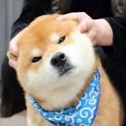 世上表情最丰富的柴犬没有人能抵挡它的可爱
