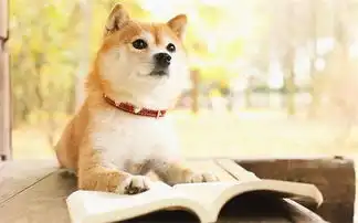 家养柴犬的味道如何去除,怎么去除家里养狗异味
