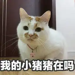 网红猫楼楼去世,56万粉丝为其哀悼我们下辈子再见
