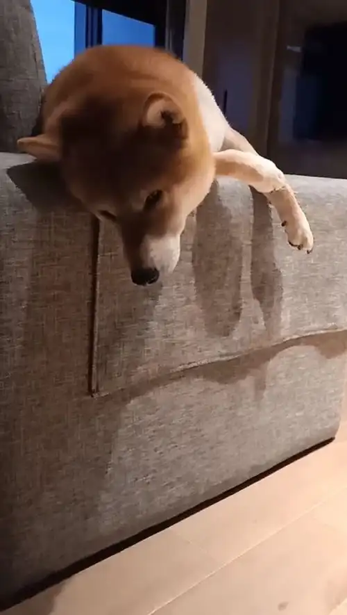 柴犬清早就开始瘫沙发,一副厌世的表情,思考狗生如何度过

