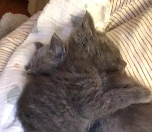 福懋动物医院小黑猫失去妹妹悲痛欲绝,新来的橘猫小姐姐给它带来温暖的抚慰
