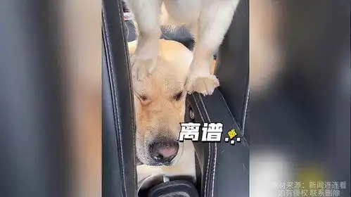 拉布拉多被泰山压顶,最近压力好大啊,感觉头上有只狗
