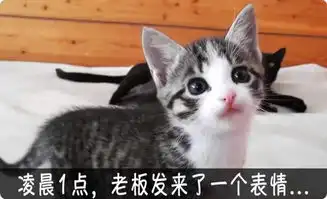 每10只流浪猫中,就有6只活不过冬天
