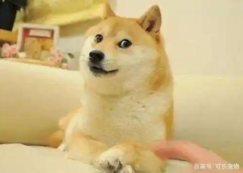 年度最搞笑的狗狗表情包都在这里了,看到这么傻的狗子,你笑了吗
