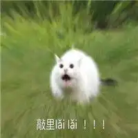 敲里吗表情包搞笑带字敲里lailai卖萌骂人表情包
