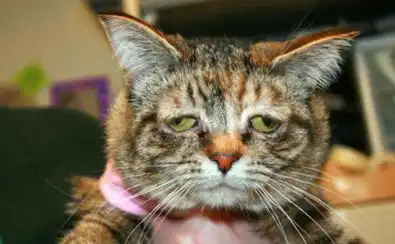 美悲催小猫天生面瘫脸欲寻新主人
