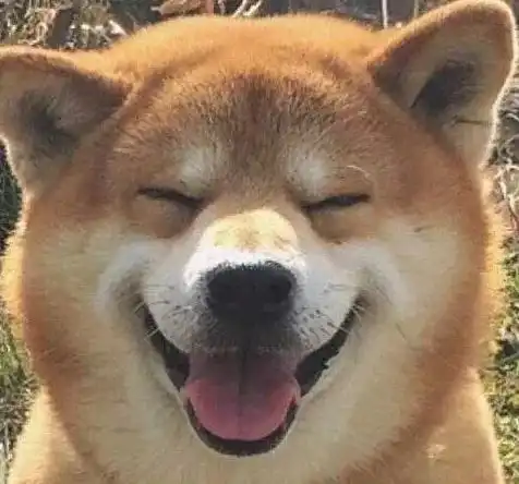 柴犬为什么叫戏精看了这些表情包你就知道了
