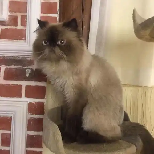 让猫给人打工,猫咖是一门好生意吗

