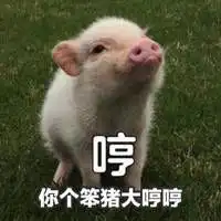 笨猪表情包搞笑图片
