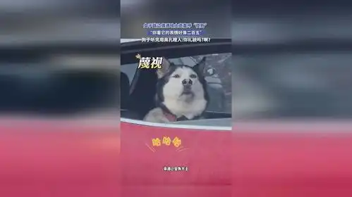 女子路边偶遇哈士奇直呼傻狗你看它的表情好像二百五

