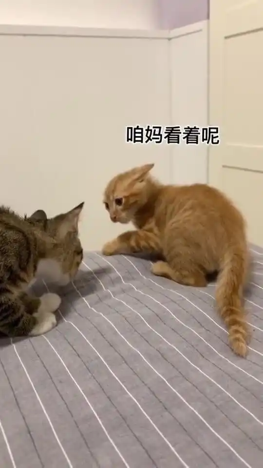两只小猫打架,每一秒都是表情包,太可爱了
