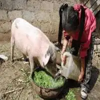 给猪喂食搞笑表情包微信头像图片大全
