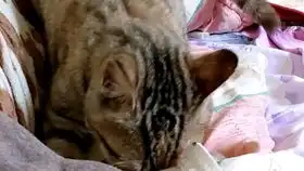 泰山压顶式马杀鸡
