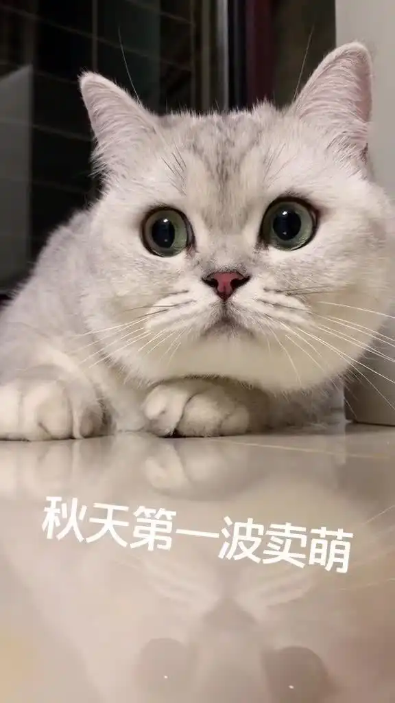 银渐层这小表情啊
