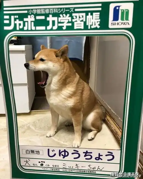 又一个柴犬表情包戏精汪星人堪比狗界影后
