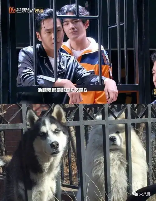 林更新白敬亭魏大勋,喜欢沙雕爱豆是种什么体验
