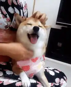 会移动的表情包这只戏精柴犬charmy堪称卖萌典范
