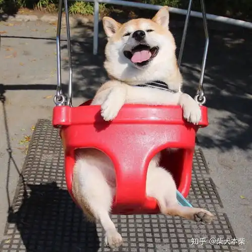 柴犬吃什么狗粮好需求不同狗粮要求也不同
