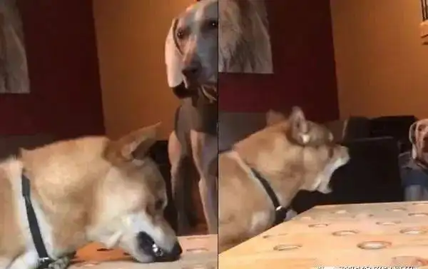 柴犬吃不到热狗,火爆迁怒旁边的无辜汪,表情亮了......
