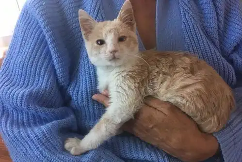 小黑猫失去妹妹悲痛欲绝,新来的橘猫小姐姐给它带来了温暖的抚慰
