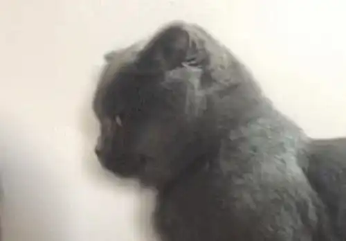 猫咪被主人嫌弃之后扮高冷不理人,表情却让人一秒笑喷

