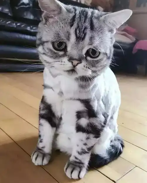 这只风靡世界的小丧猫,承包了我长假后一周的表情包
