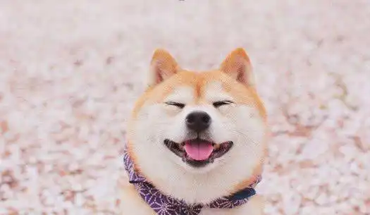 带柴犬去打针,前一秒镇定,后一秒崩溃
