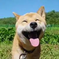 柴犬微笑表情包微信头像图片大全
