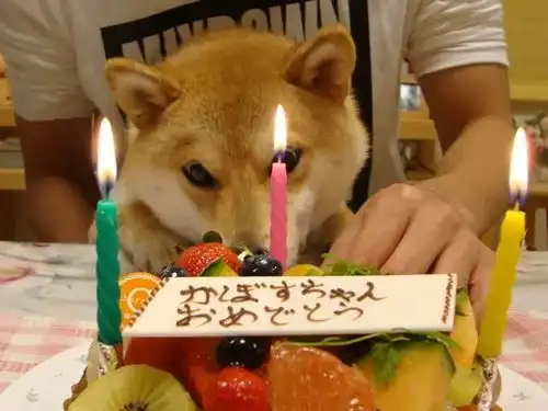 腾讯成功注册狗头表情包商标,柴犬本尊刚过16岁生日,狗生曲折
