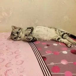 委屈猫可怜眼神萌化网民获最悲伤小猫称号
