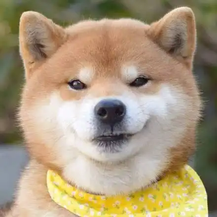 柴田犬动态表情包
