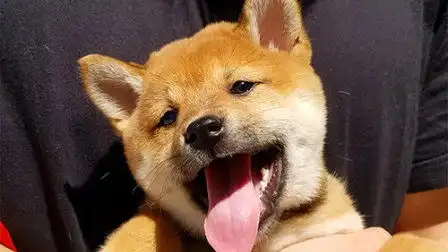 装死
