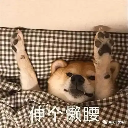千万不要给柴犬喝这五种水
