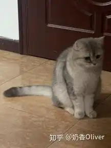 我想问问你们的猫会有忧郁的表情吗

