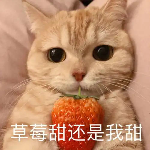 可爱小猫咪表情包奇怪的知识点又增加了
